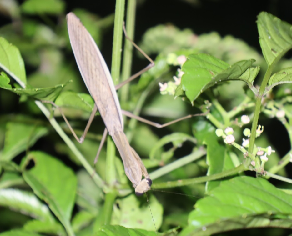 ヤブカラシ_褐色のオオカマキリ♀ 2021年8月28日 19時45分頃 気温28度